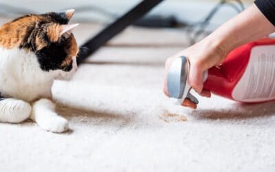 Remove Pet Stains